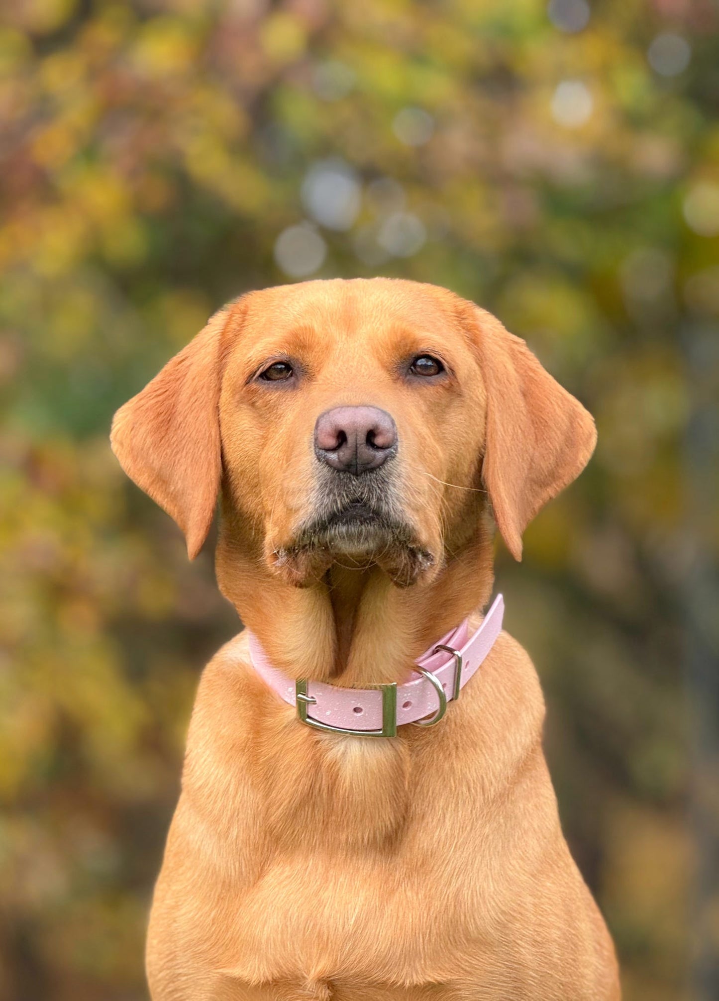 Peony - SS Explorer Collar