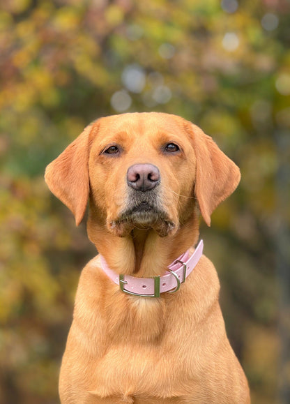 Peony - SS Explorer Collar