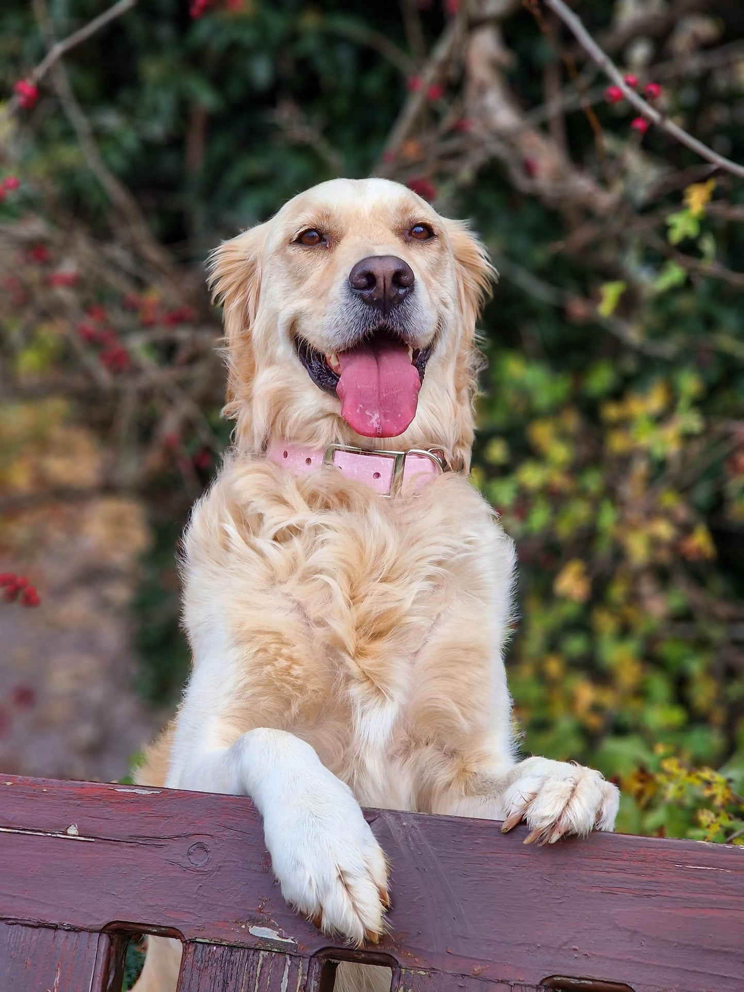 Peony - SS Explorer Collar