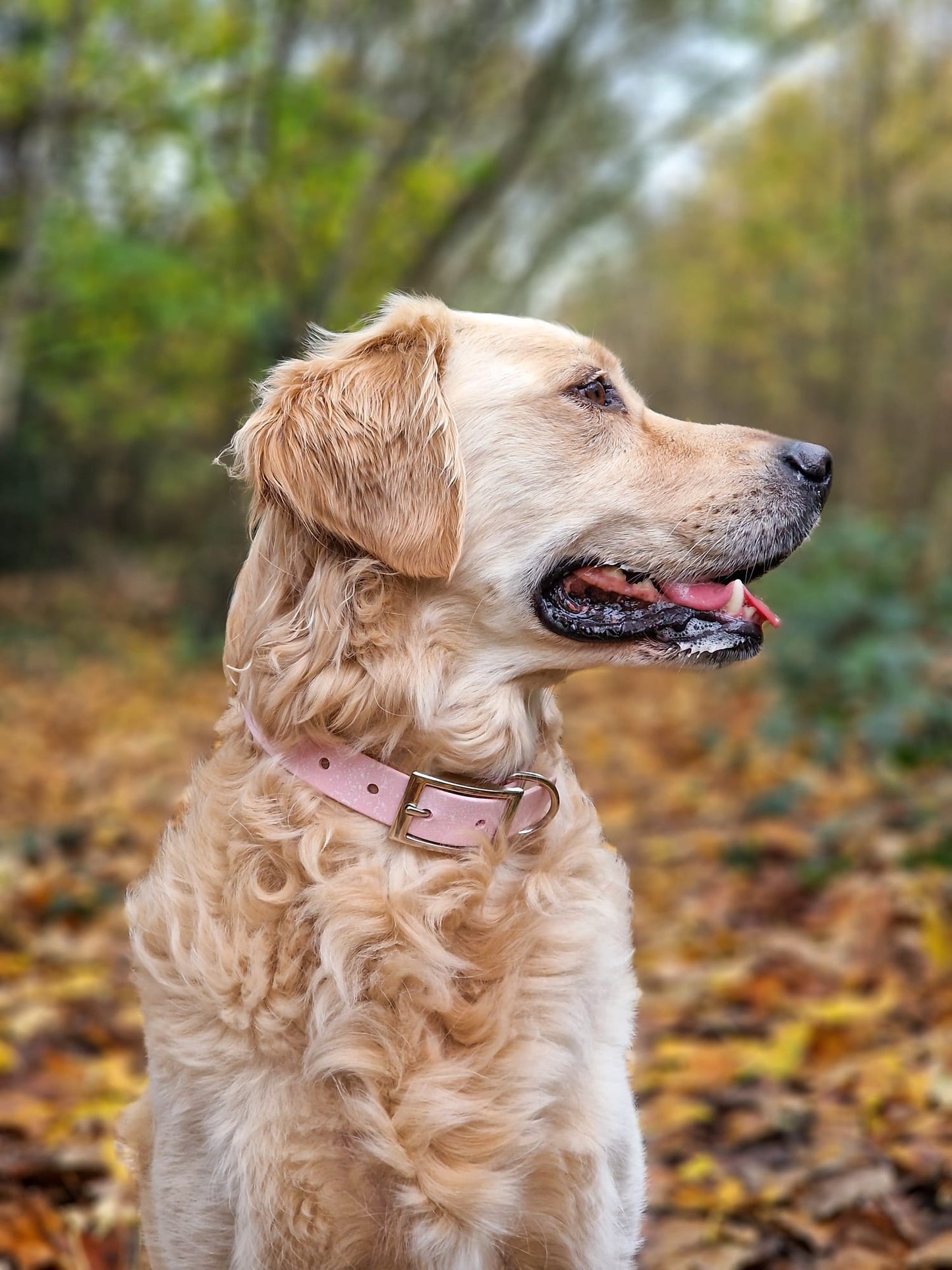 Peony - SS Explorer Collar