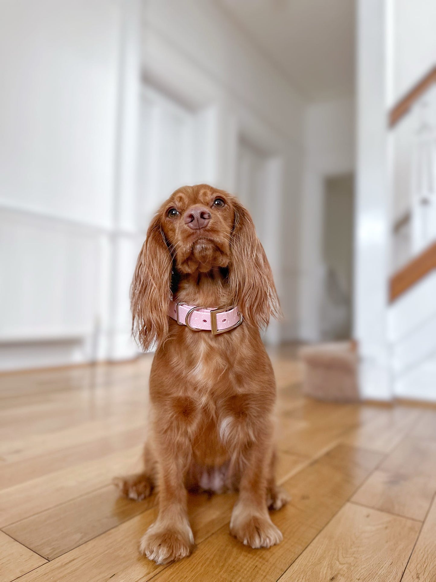 Peony - SS Explorer Collar