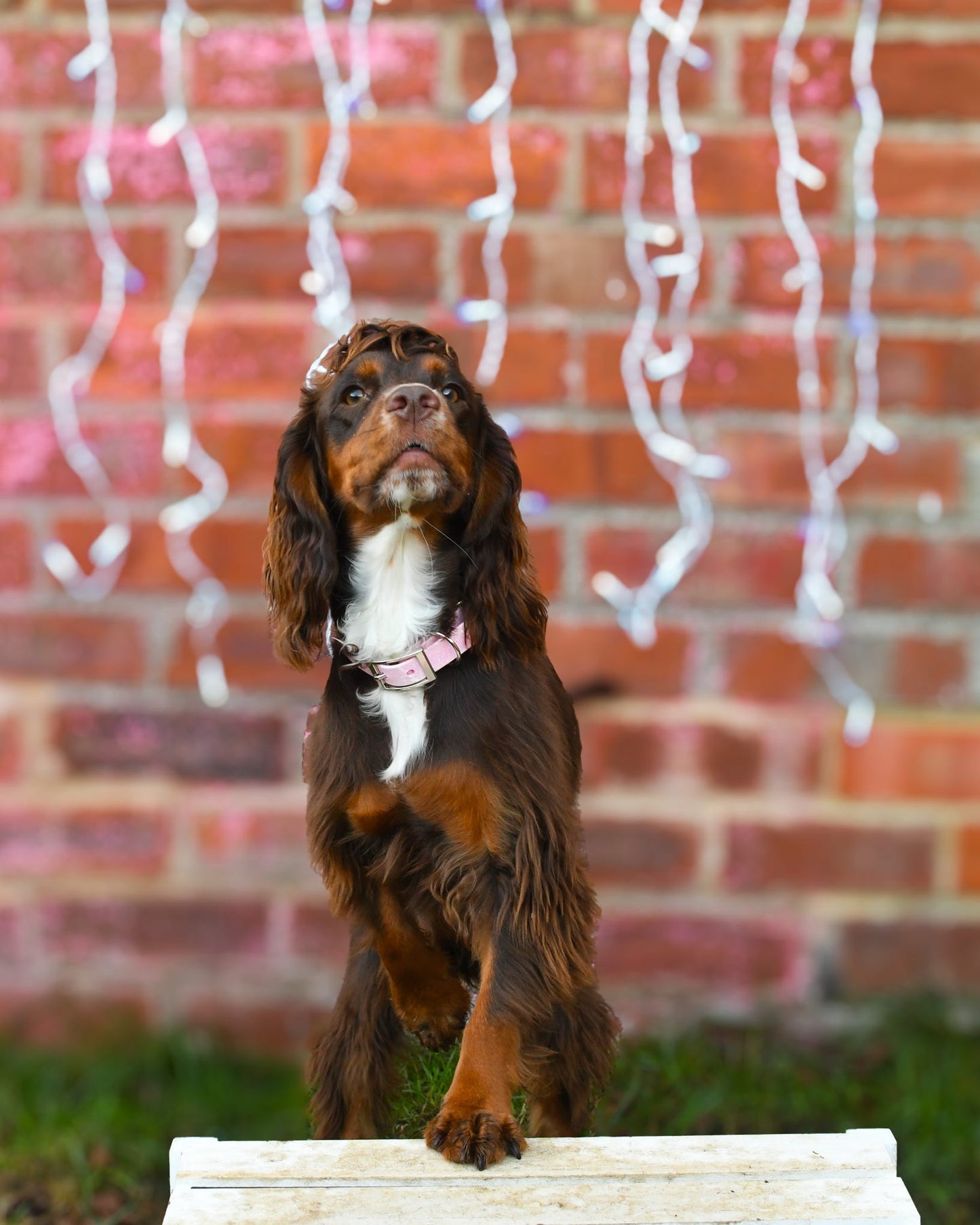 Peony - SS Explorer Collar