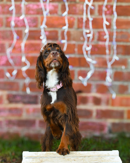 Peony - SS Explorer Collar