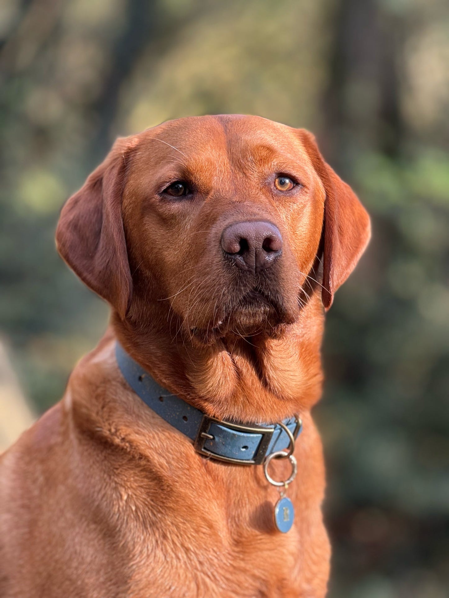 Golden Slate - SS Explorer Collar