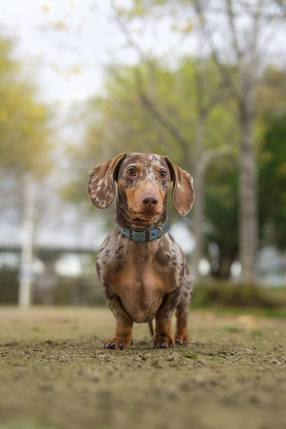 Golden Slate - SS Explorer Collar