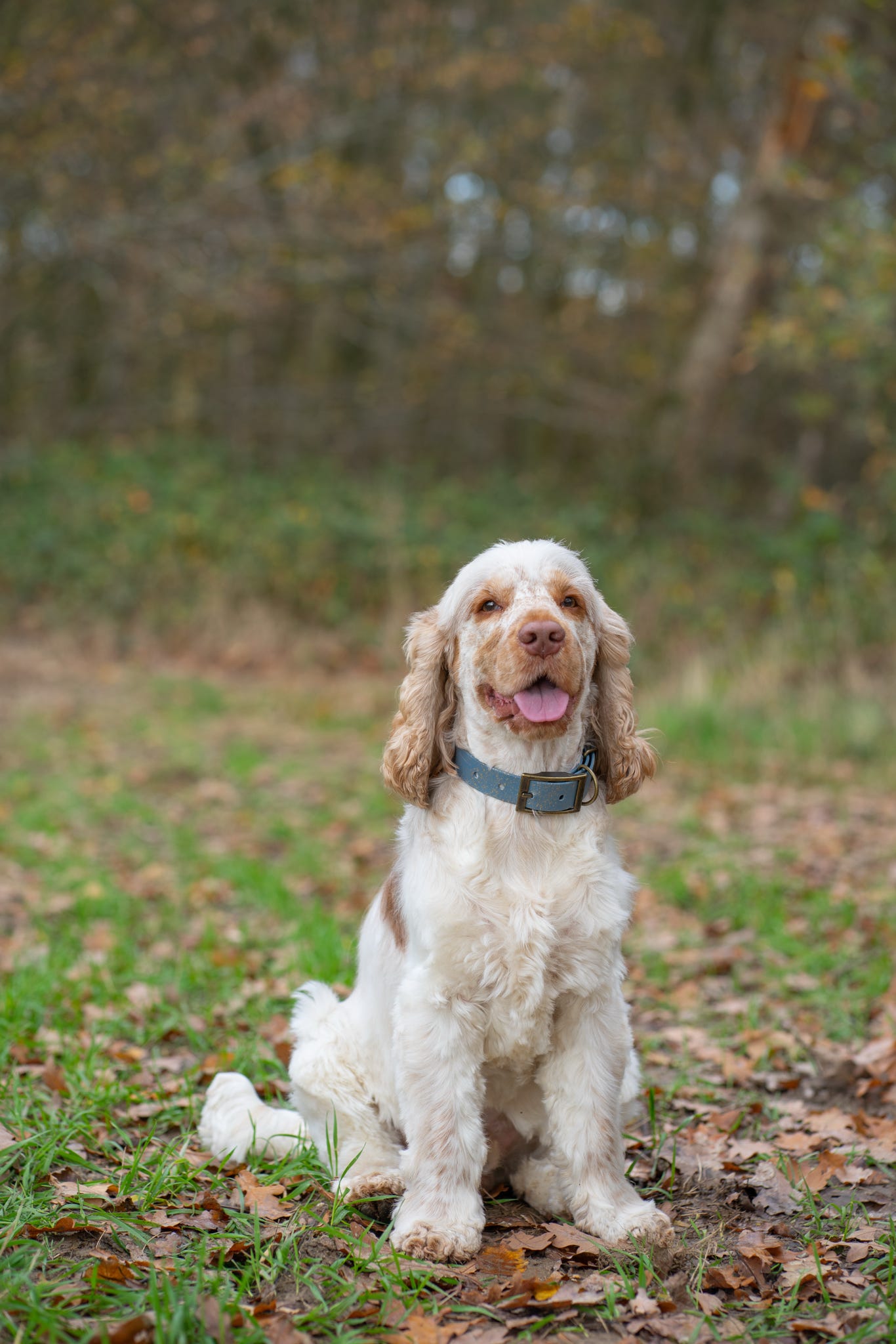 Golden Slate - SS Explorer Collar