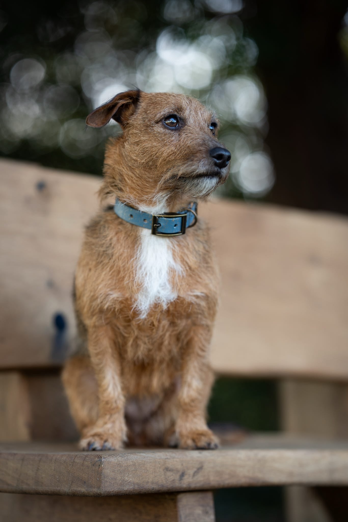 Golden Slate - SS Explorer Collar