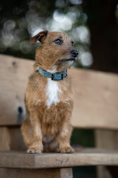 Golden Slate - SS Explorer Collar