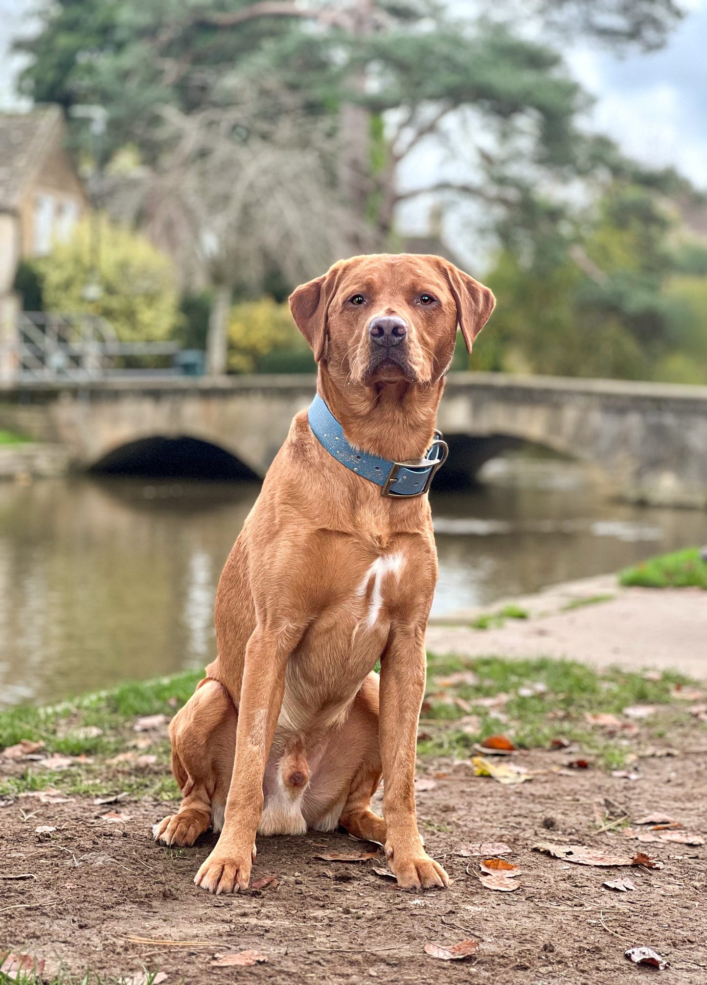 Golden Slate - SS Explorer Collar