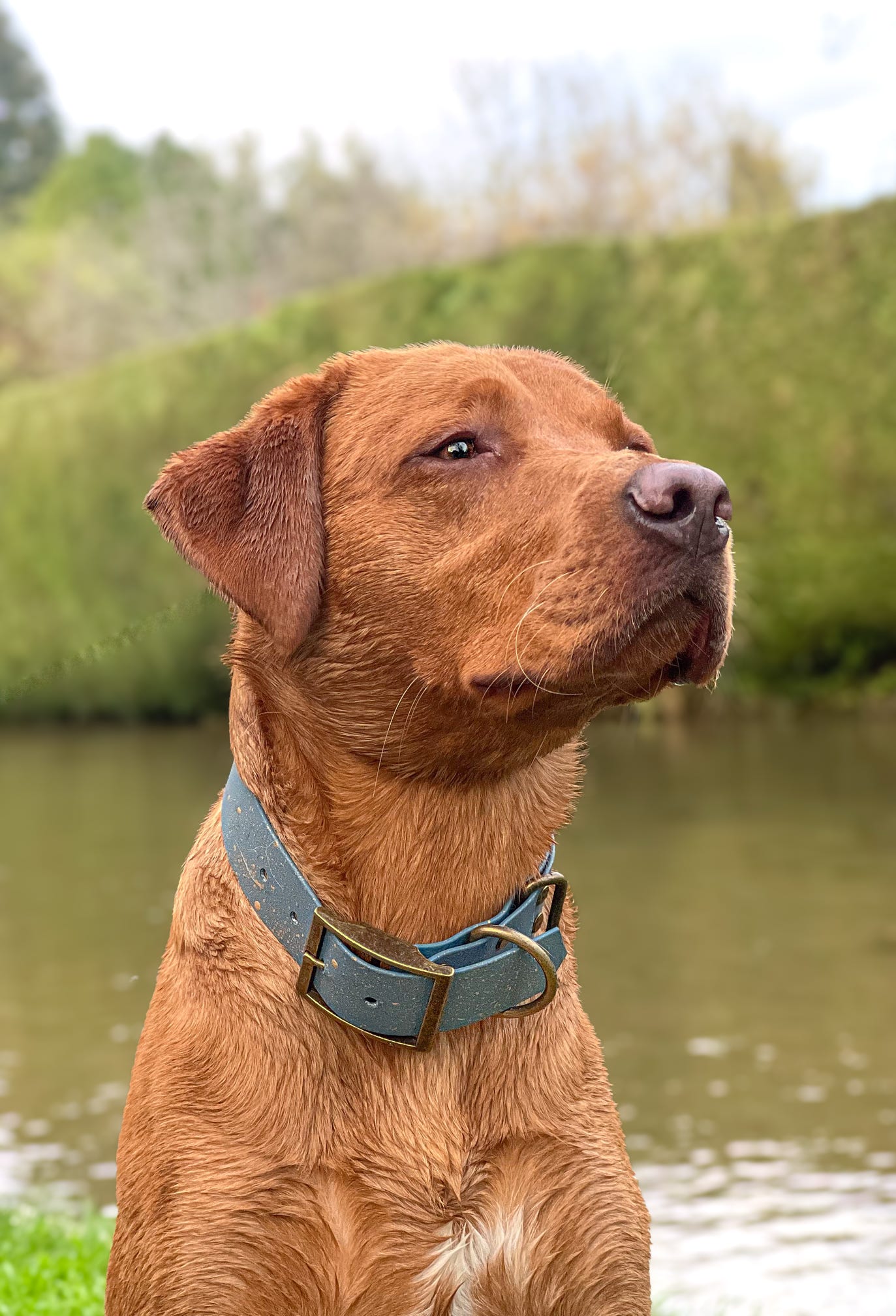 Golden Slate - SS Explorer Collar