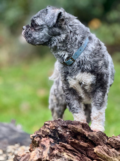 Golden Slate - SS Explorer Collar