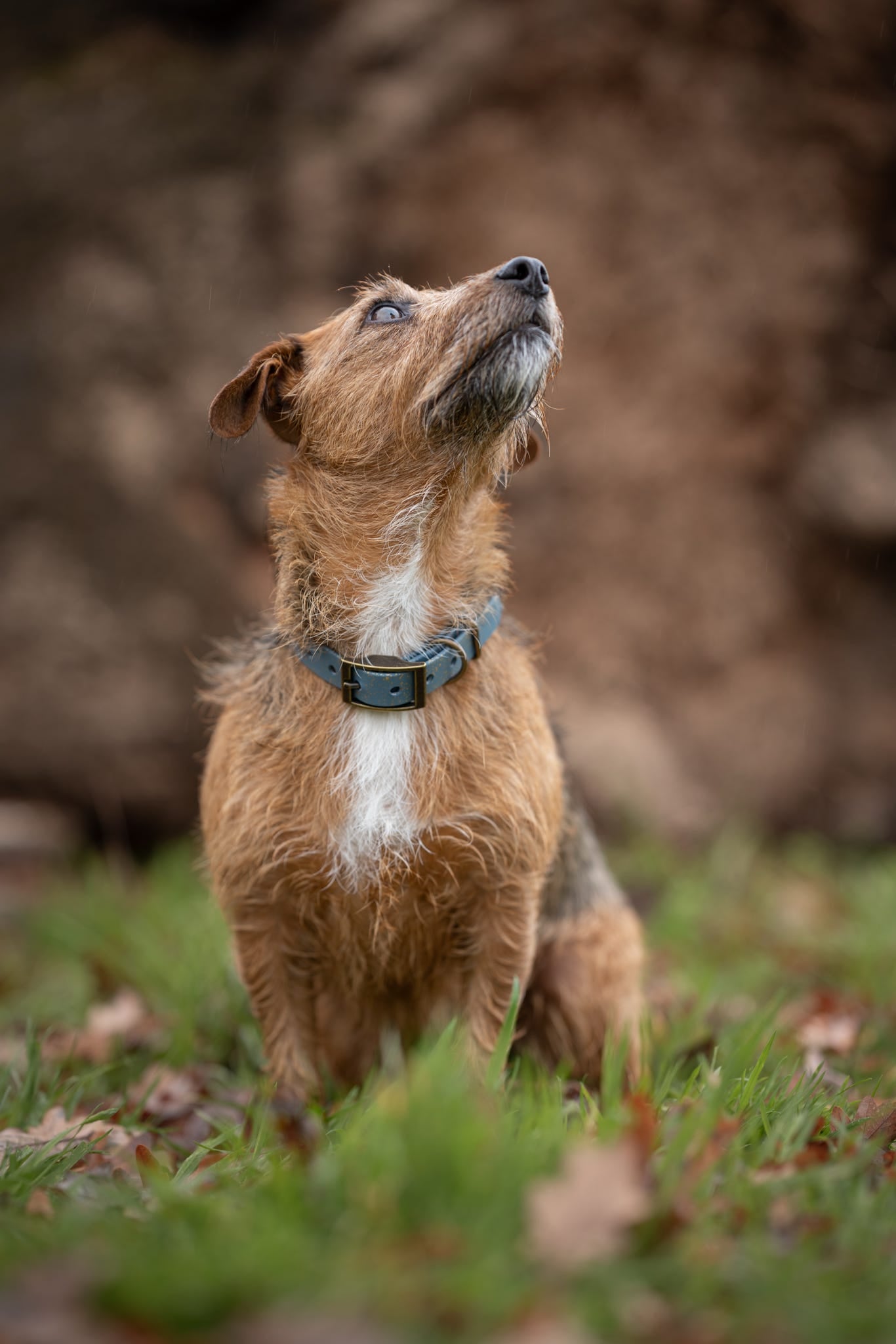 Golden Slate - SS Explorer Collar