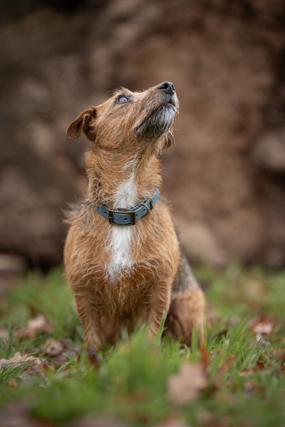 Golden Slate - SS Explorer Collar