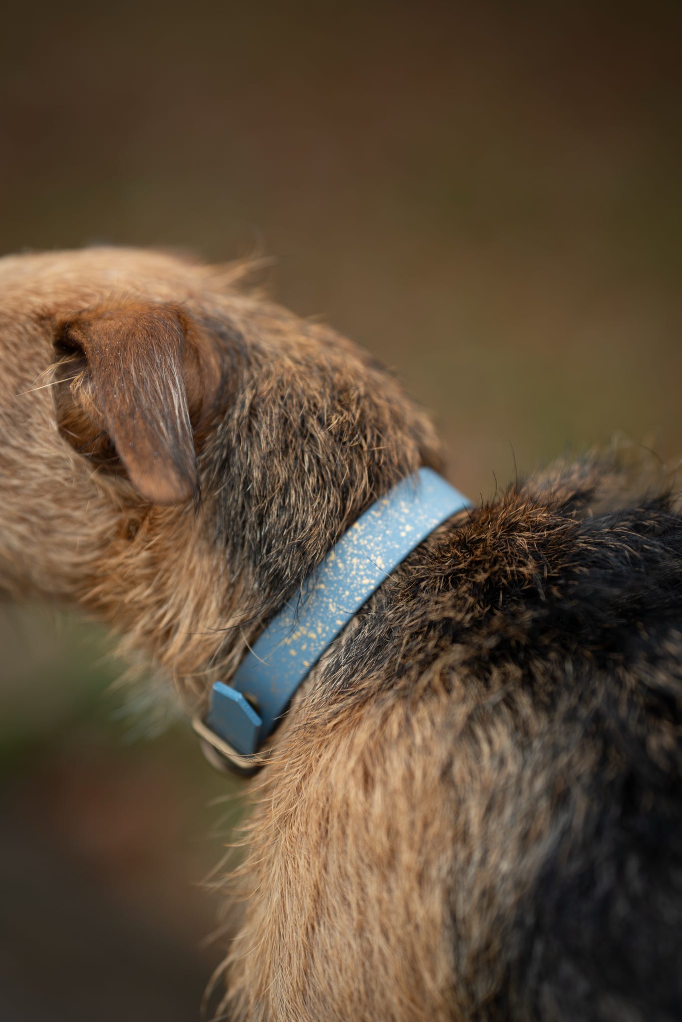Golden Slate - SS Explorer Collar