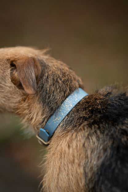 Golden Slate - SS Explorer Collar