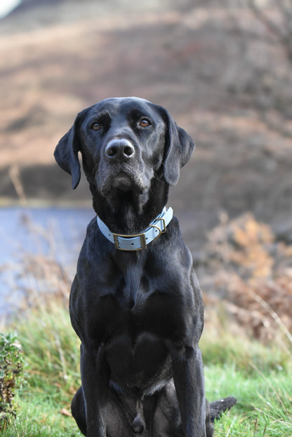 Golden Slate - SS Explorer Collar