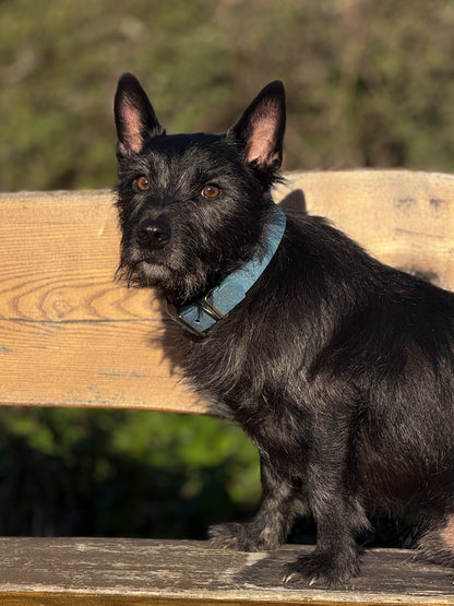 Golden Slate - SS Explorer Collar