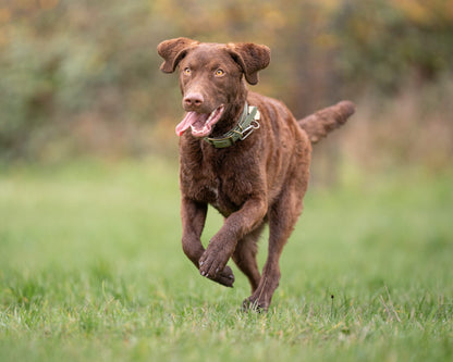 Bracken - SS Explorer Collar