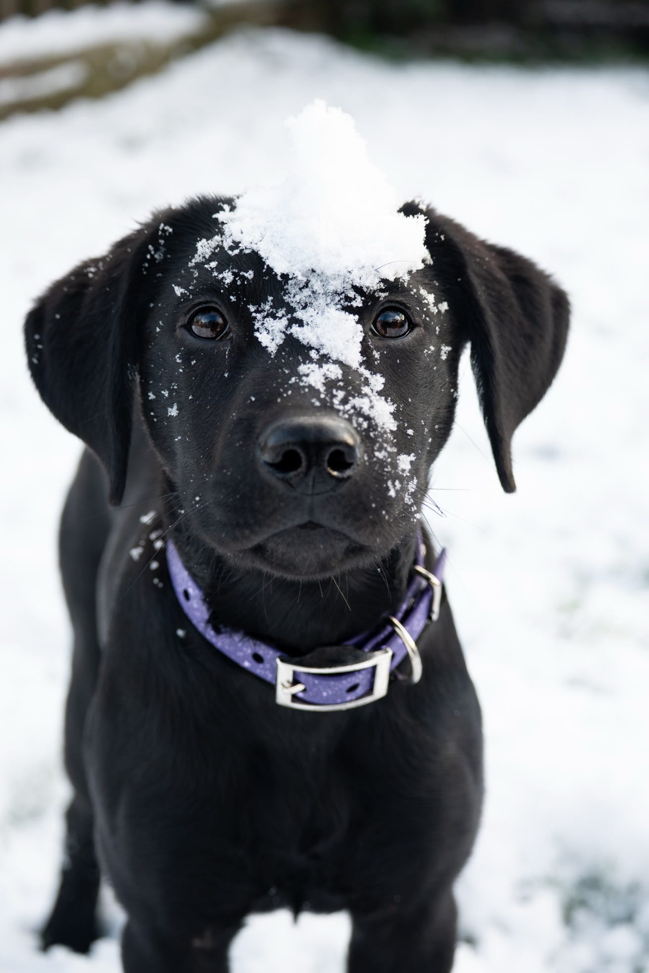 Wisteria - SS Explorer Collar