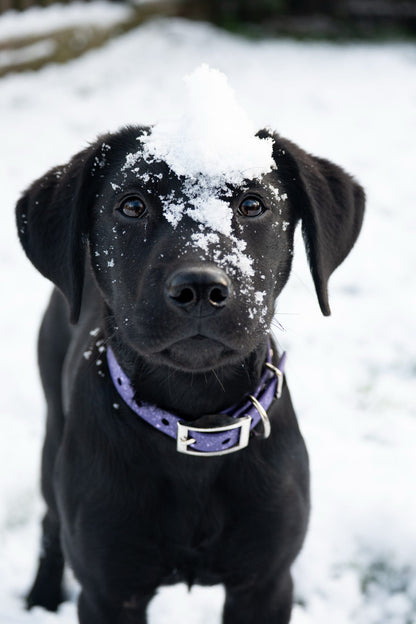 Wisteria - SS Explorer Collar