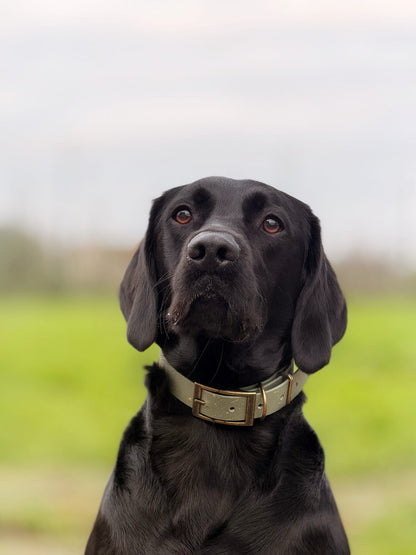 Bracken - SS Explorer Collar