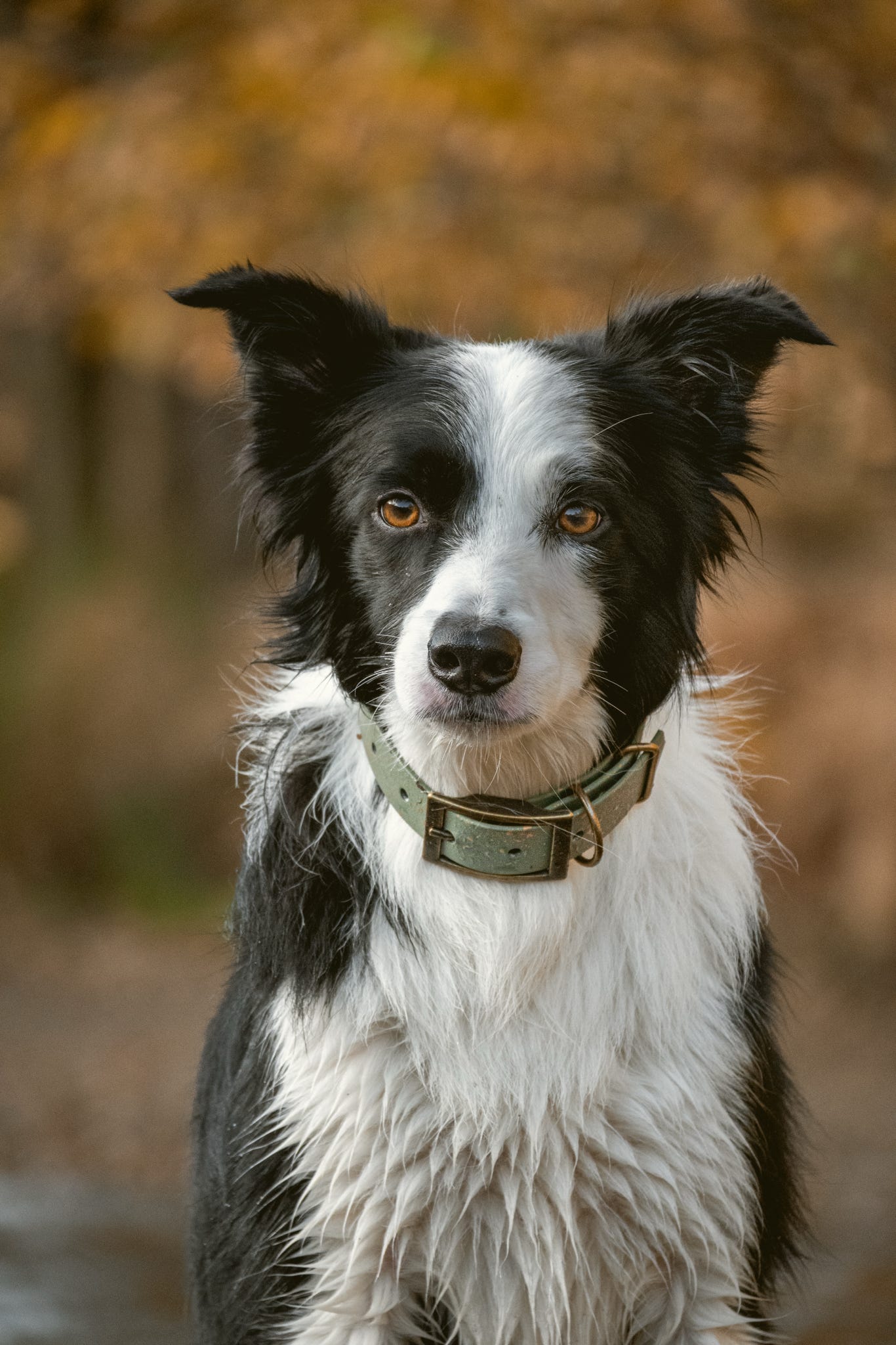 Bracken - SS Explorer Collar