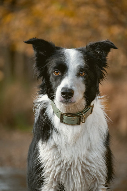 Bracken - SS Explorer Collar