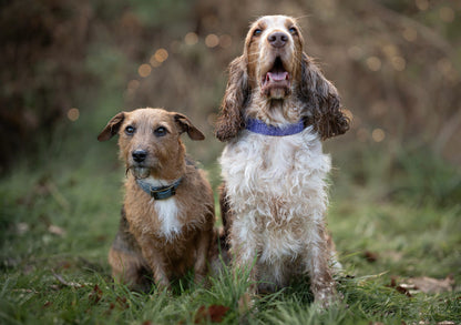 Wisteria - SS Explorer Collar