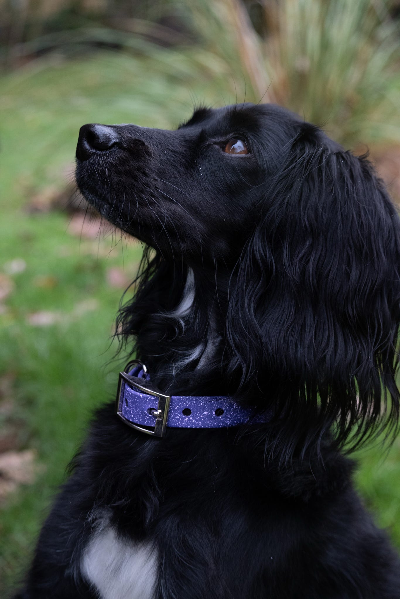 Wisteria - SS Explorer Collar