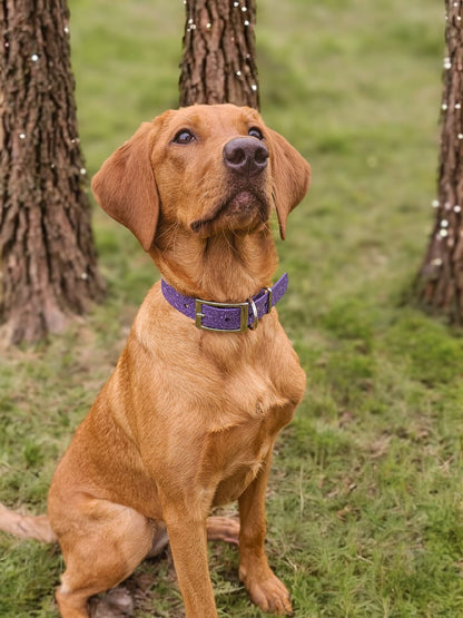 Wisteria - SS Explorer Collar