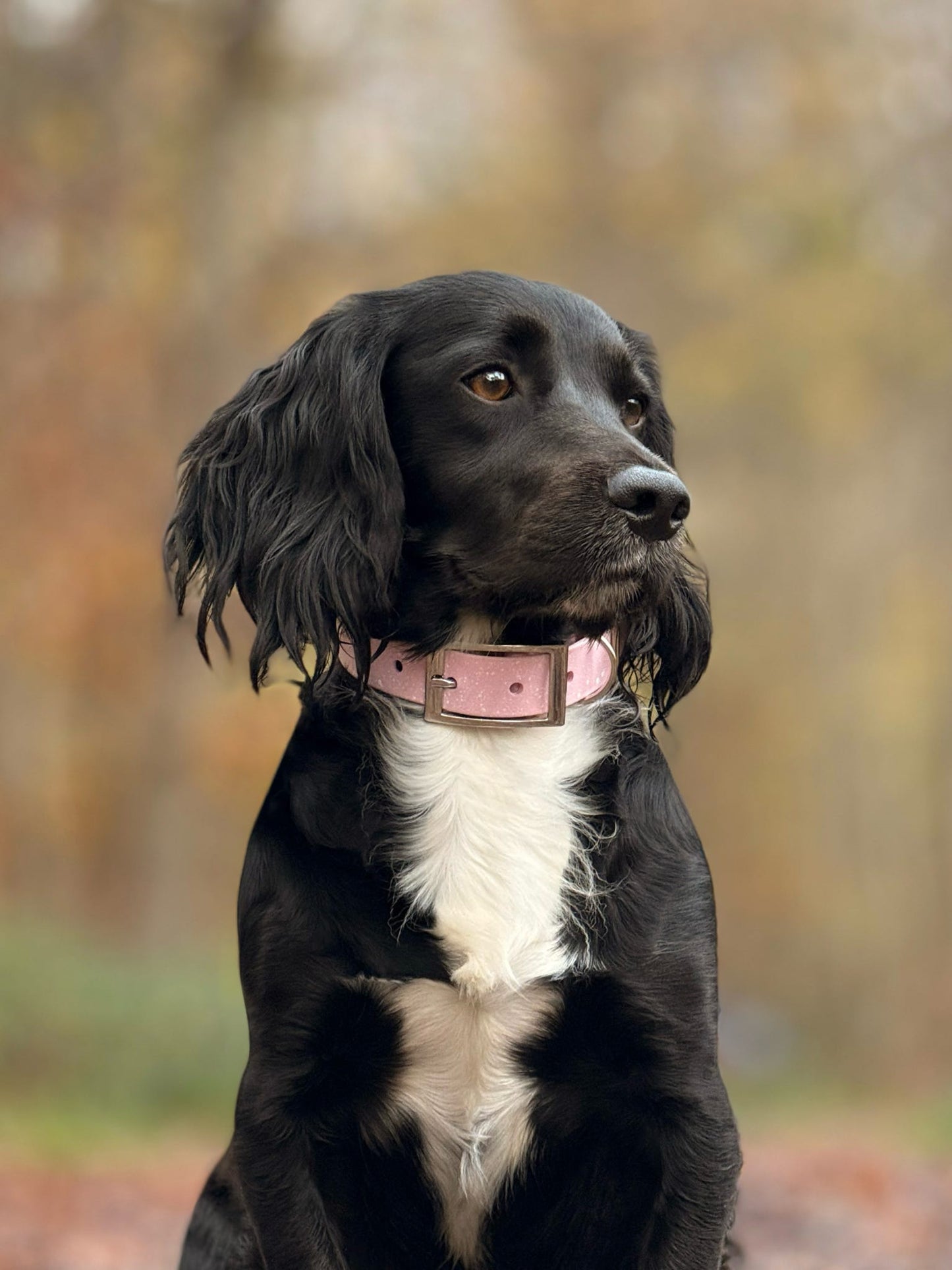 Peony - SS Explorer Collar