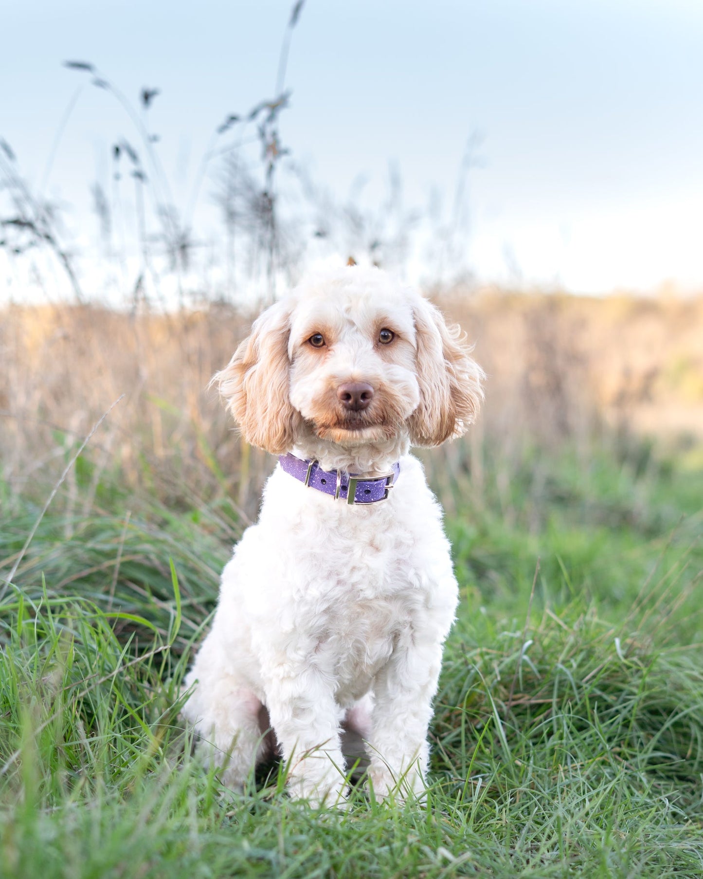 Wisteria - SS Explorer Collar