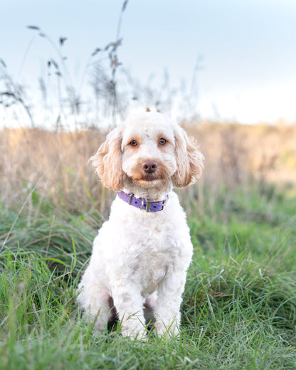 Wisteria - SS Explorer Collar