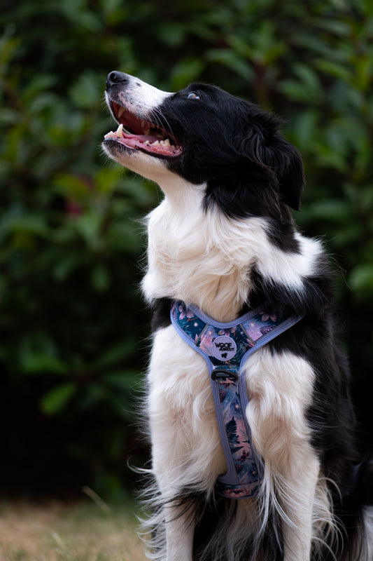 Enchanted Amazon Explor-Air Dog Harness (Pre-Order)