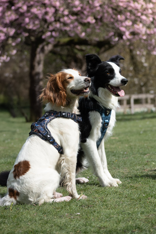 Mystery Explorer Dog Harness