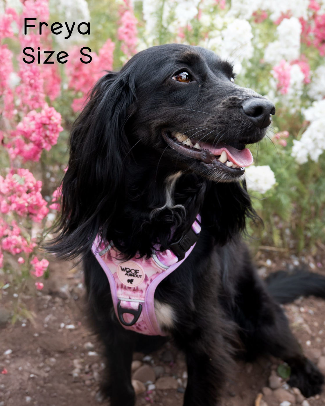 Pink Pines Explor-Air Dog Harness