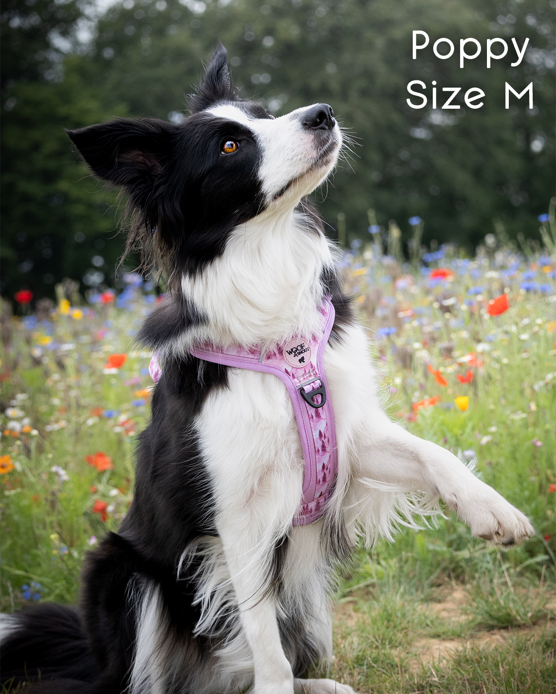 Pink Pines Explor-Air Dog Harness