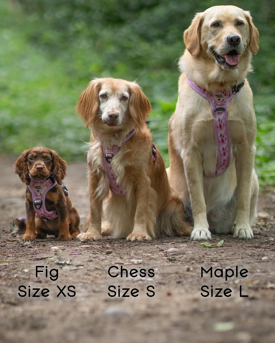 Pink Pines Explor-Air Dog Harness