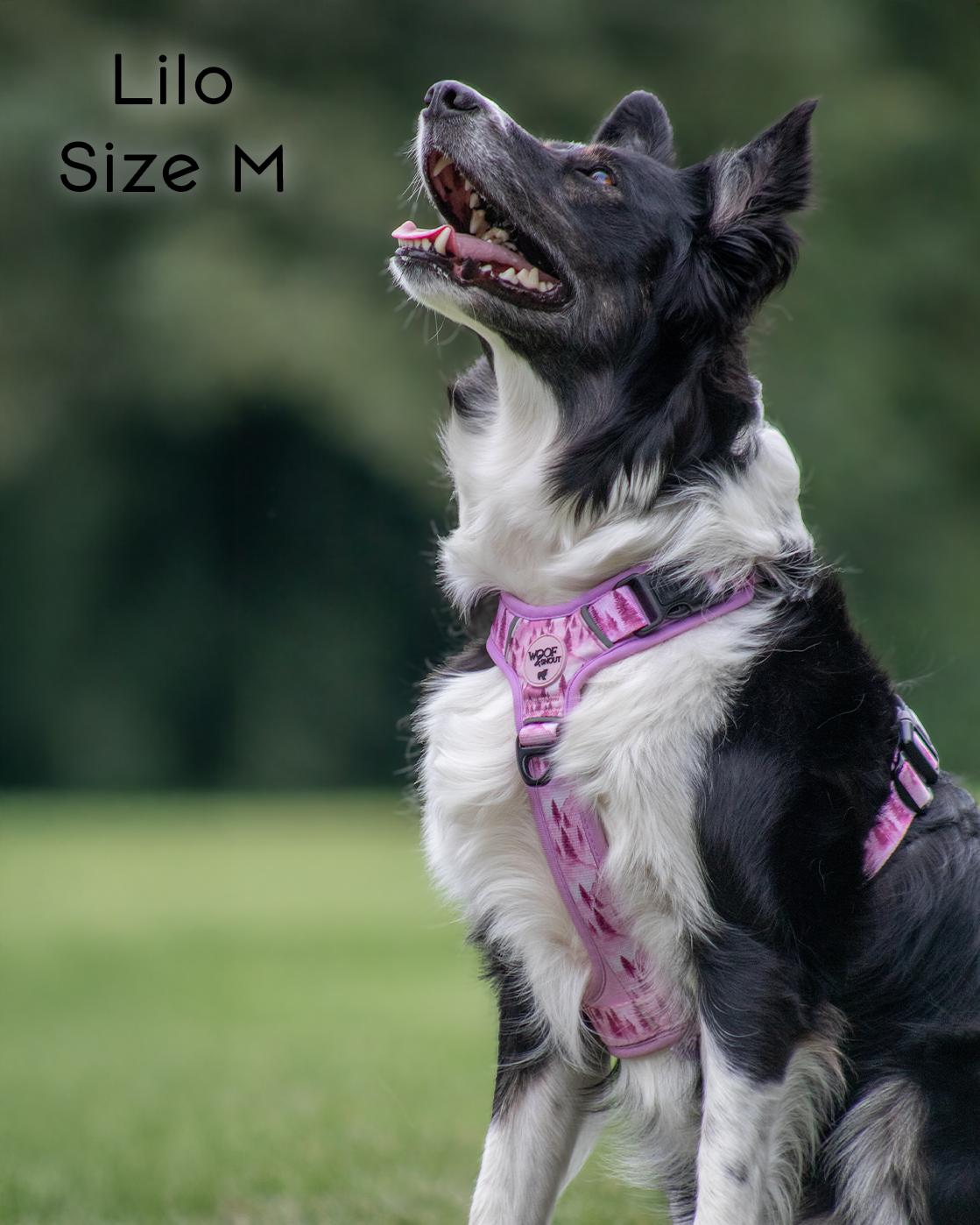 Pink Pines Explor-Air Dog Harness