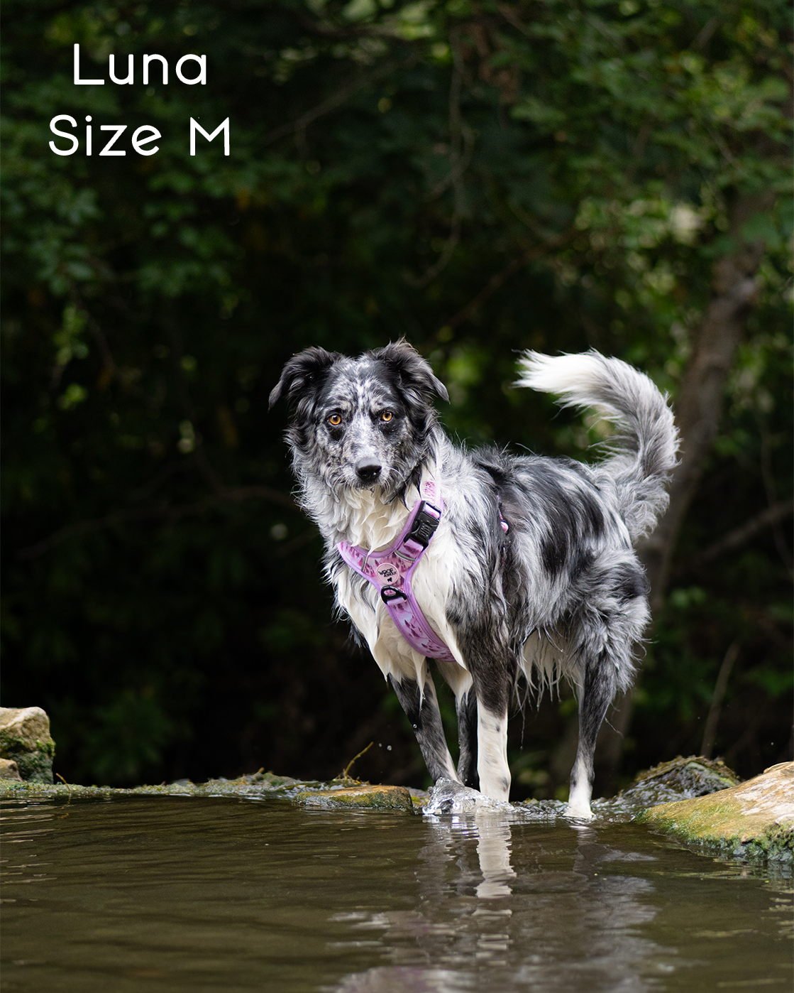 Pink Pines Explor-Air Dog Harness