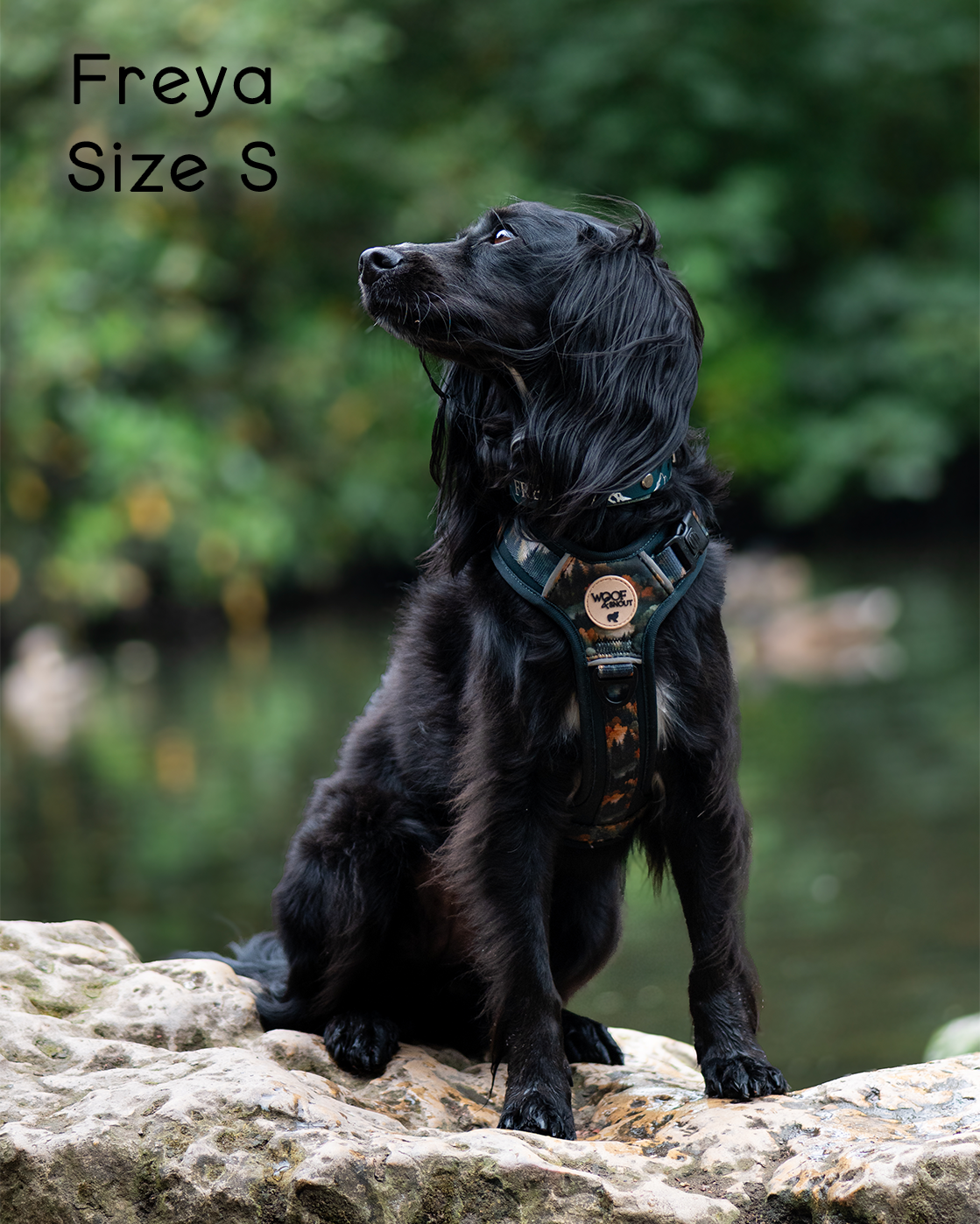 Ember Moors Explor-Air Dog Harness