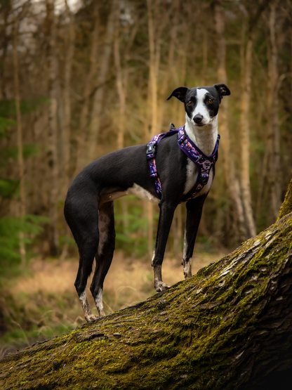 Daybreak Explor-Air Dog Harness