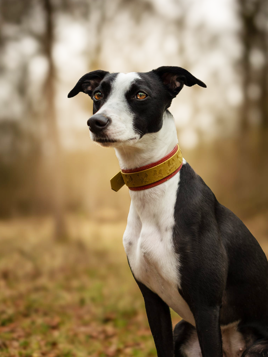 Black and white sighthound wearing Phoenix Hound Collar by Woof & Snout during woodland walk