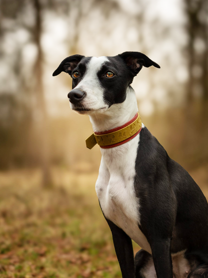 Black and white sighthound wearing Phoenix Hound Collar by Woof & Snout during woodland walk