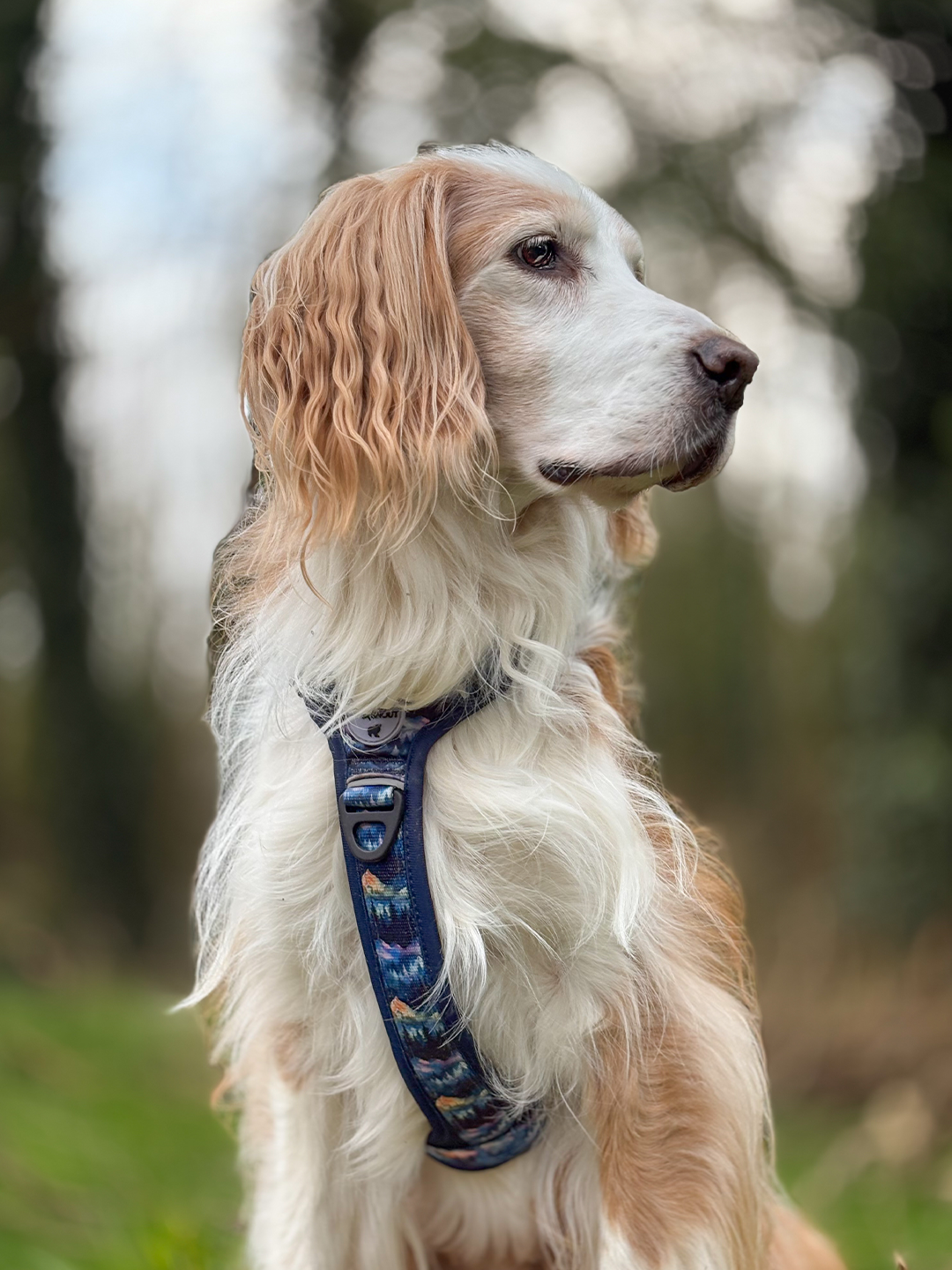 Nightfall Explor-Air Dog Harness