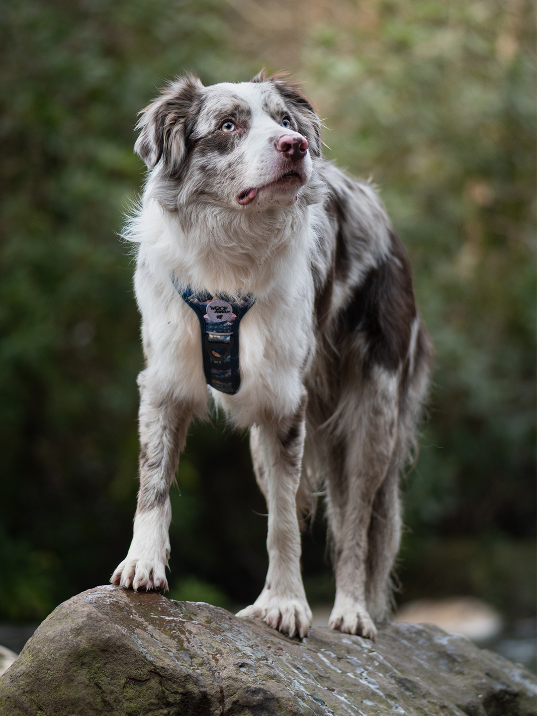 Nightfall Explor-Air Dog Harness