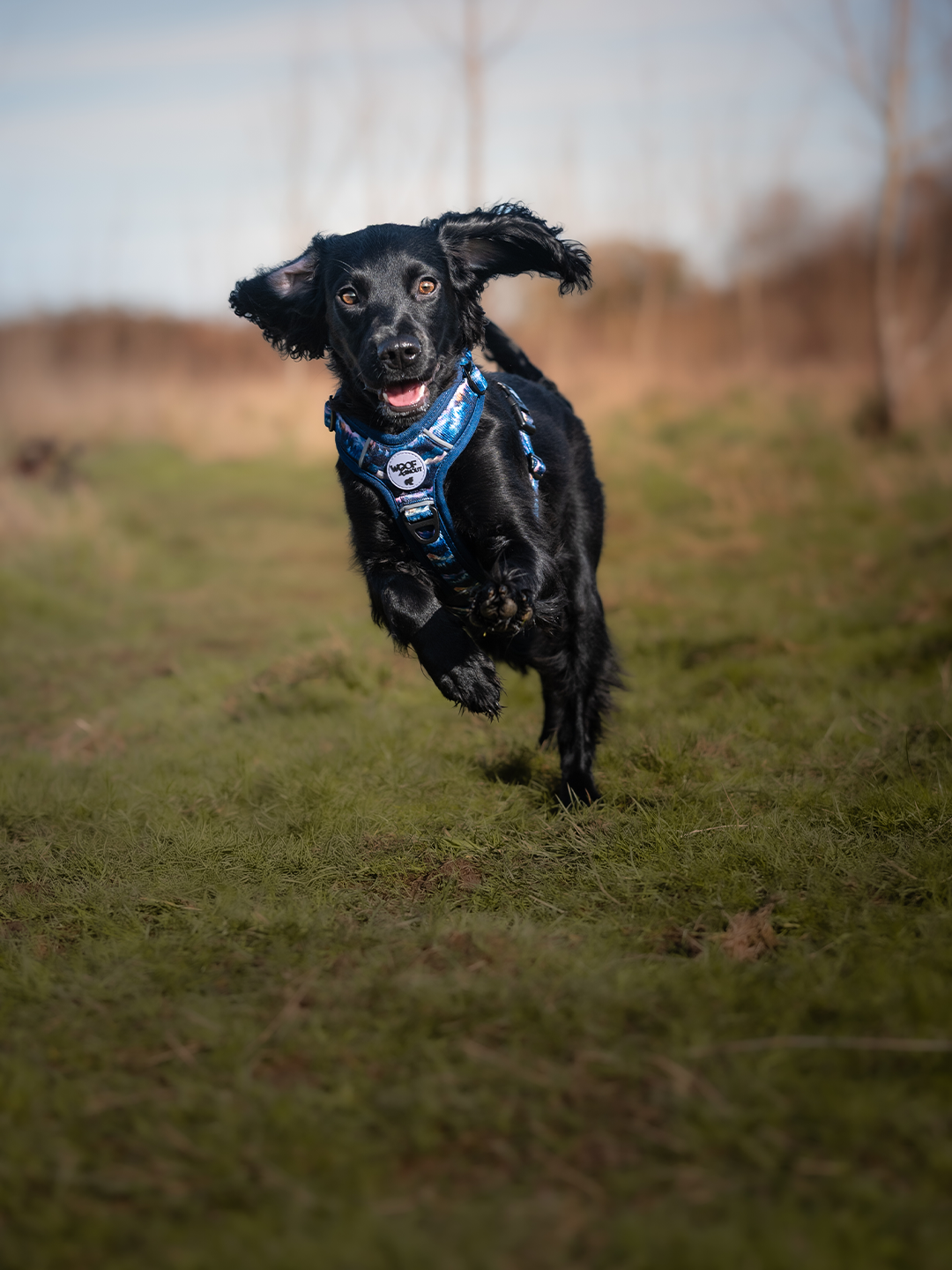 Nightfall Explor-Air Dog Harness