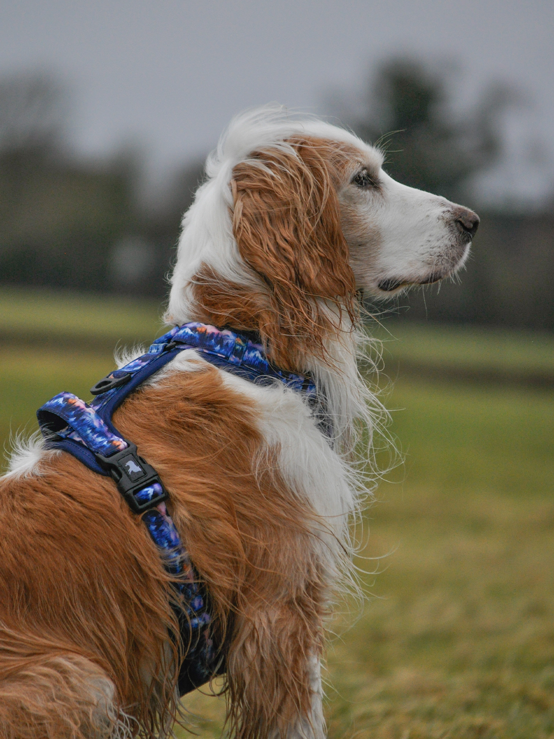 Nightfall Explor-Air Dog Harness