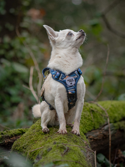 Nightfall Explor-Air Dog Harness
