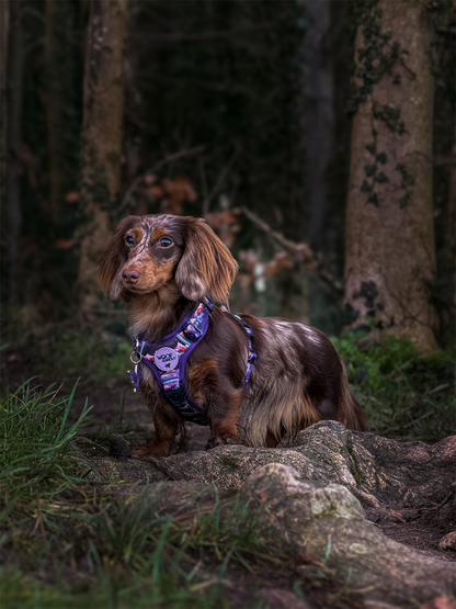 Daybreak Explor-Air Dog Harness